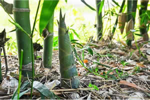 Spring Bamboo Shoots