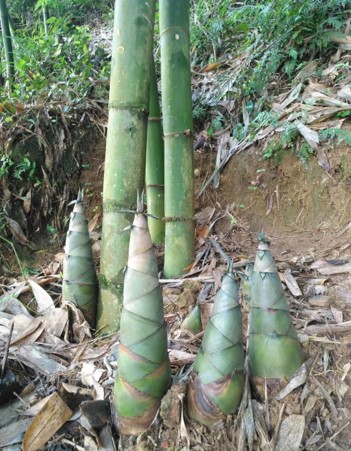 Ma Bamboo Shoots