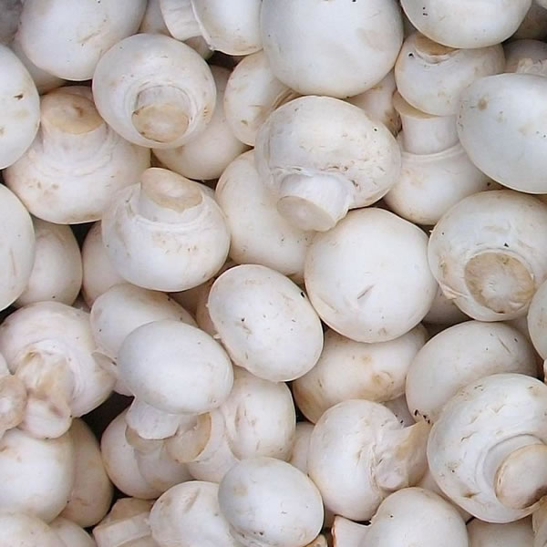 Agaricus Bisporus,agaricus bisporus supplier