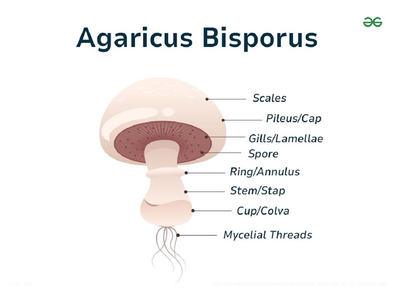 Agaricus bisporus structure