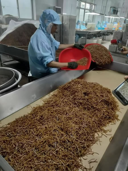 Dried tender bamboo shoots factory