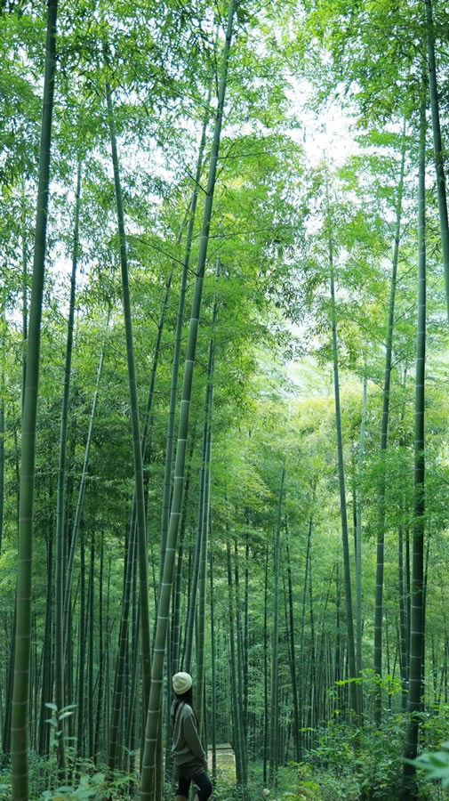 chinese bamboo shoot plan