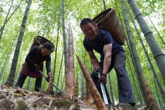 What are Bamboo shoots?