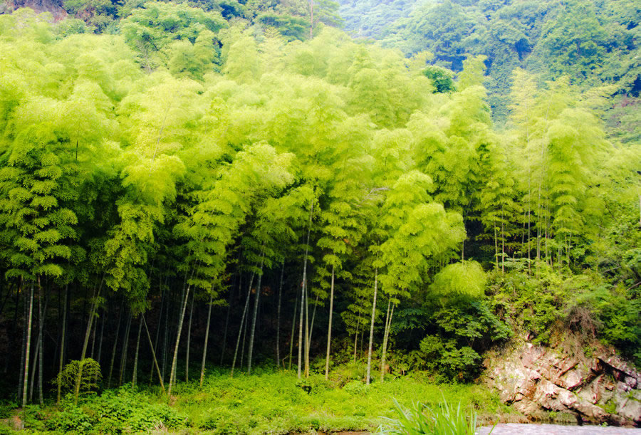 chinese bamboo shoot plan