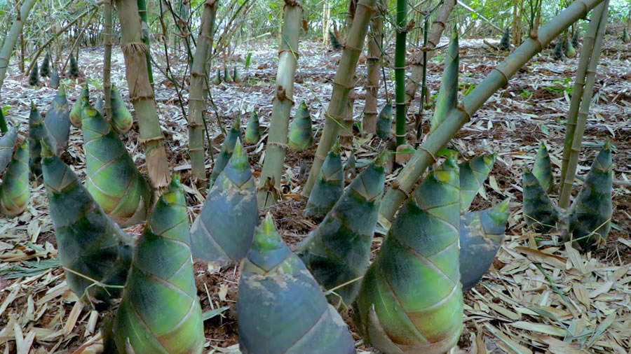 bamboo shoots healthy