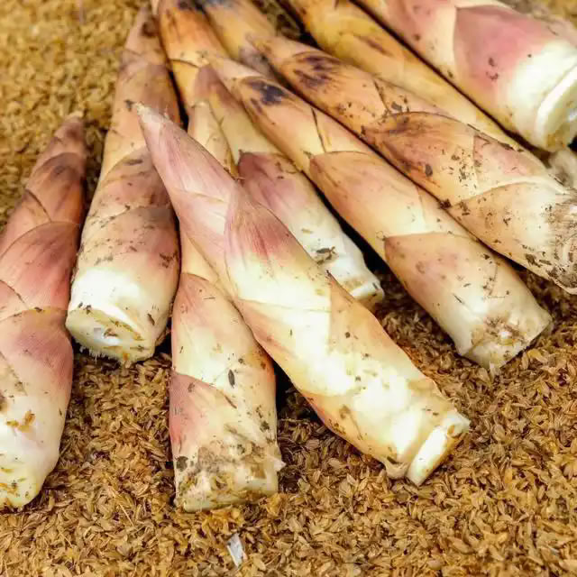 best bamboo shoots