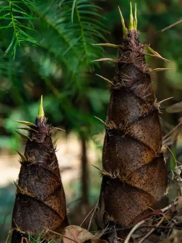 best bamboo shoots