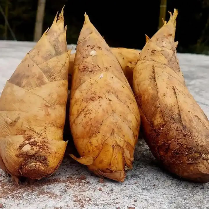 bamboo shoots food